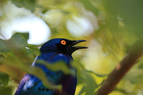 Greater Blue-eared Starling