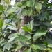 Artocarpus mariannensis - Photo (c) James Ojascastro, kaikki oikeudet pidätetään, lähettänyt James Ojascastro