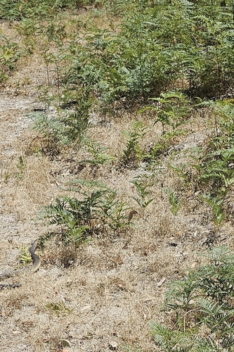 Lowlands Copperhead sighting