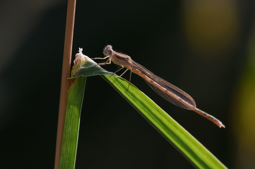 Common Winter Damselfly