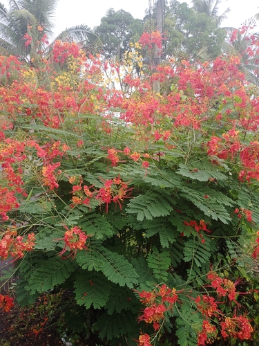 peacock flower