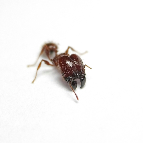 Pheidole guilelmimuelleri