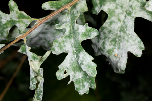 Erysiphe occidentalis