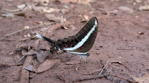 Kirby’s Swordtail