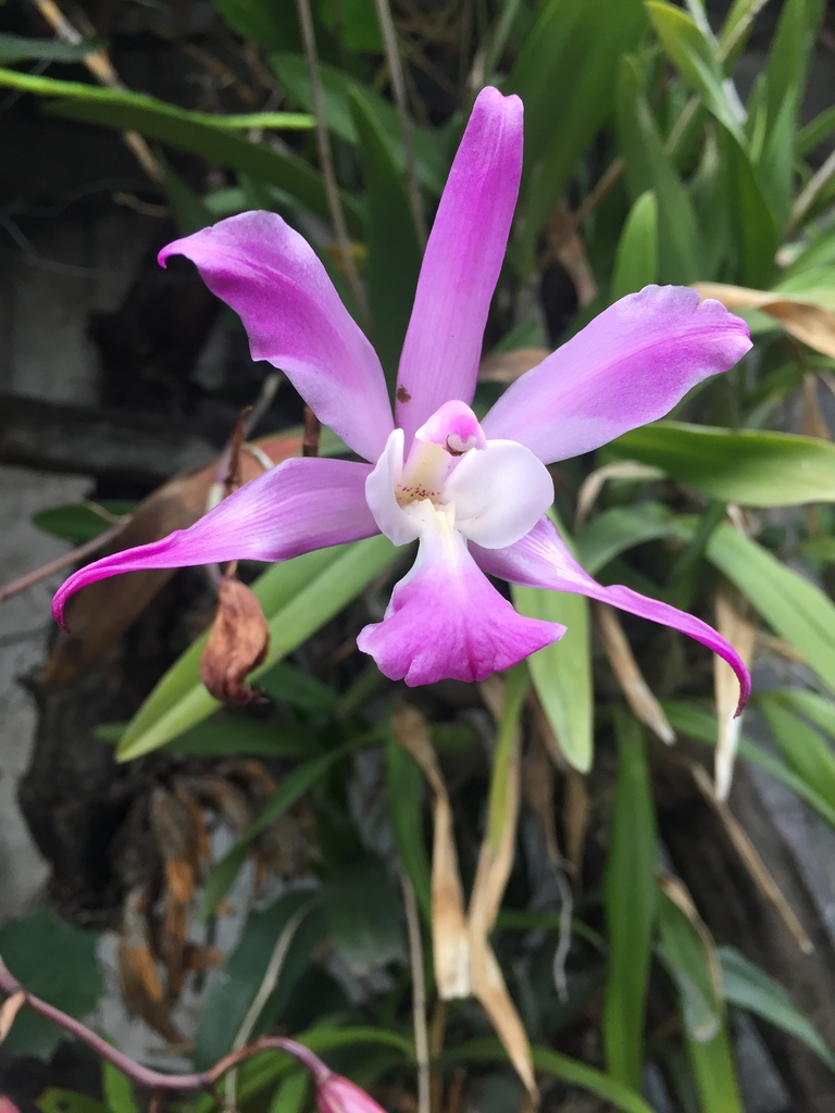 Flor de Muerto (Laelia autumnalis) · NaturaLista Colombia