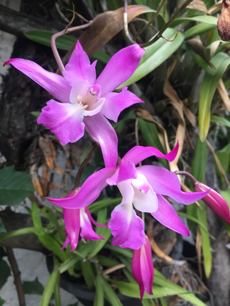 Flor de Muerto (Laelia autumnalis) · NaturaLista Colombia