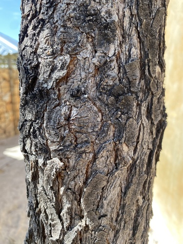 Mopane