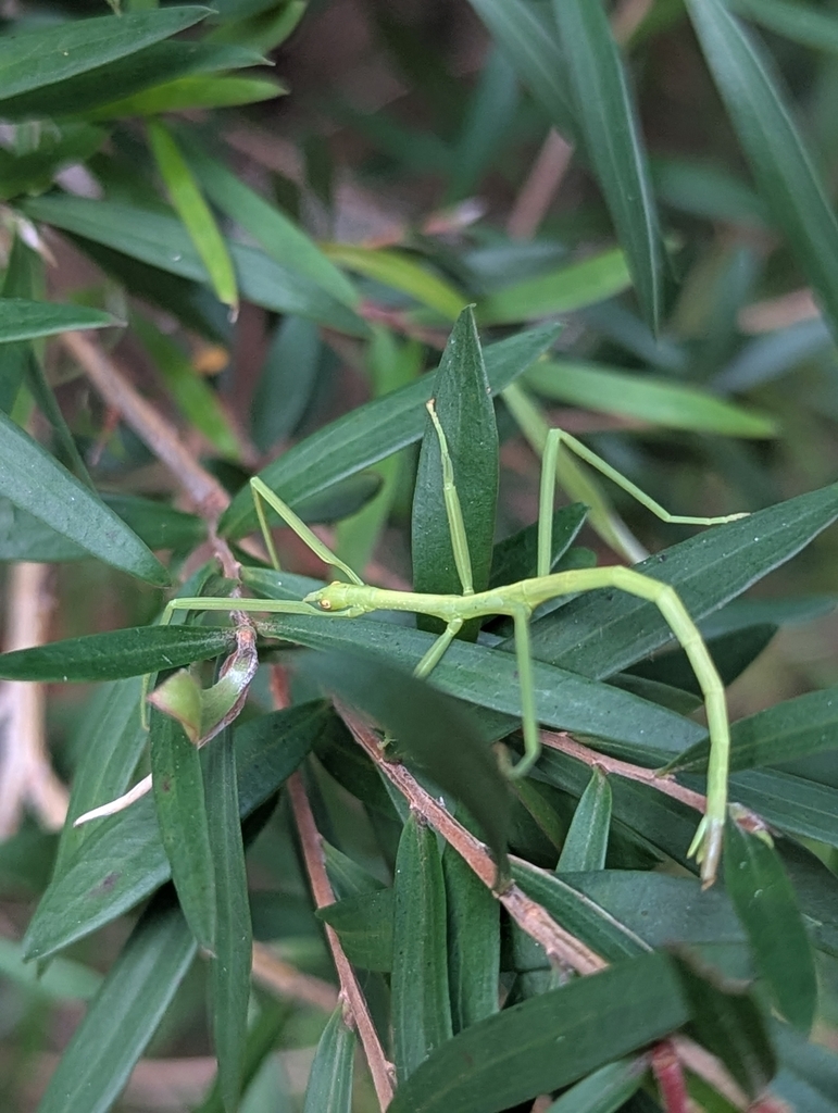 Stick Insects from Mount Kembla NSW 2526, Australia on December 15 ...