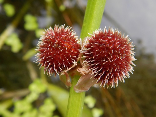 Sagittaria rigida