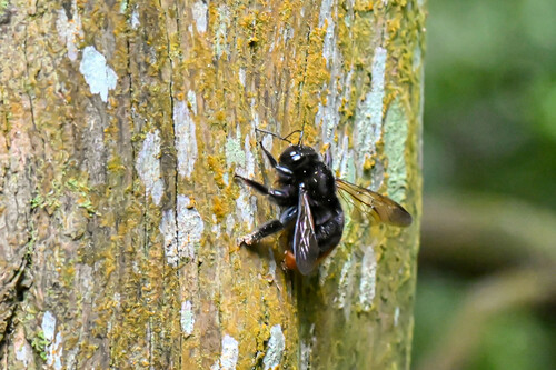 Xylocopa bomboides