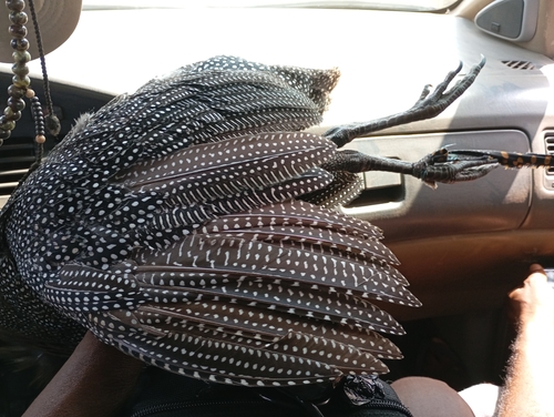 West African Helmeted Guineafowl