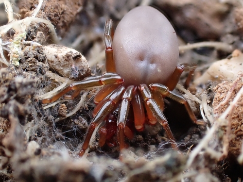 Dysdera fuscipes