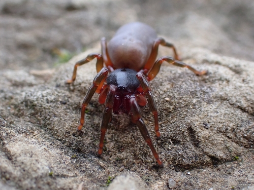 Dysdera fuscipes