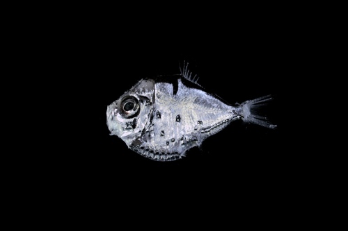 Polyipnus notatus · iNaturalist