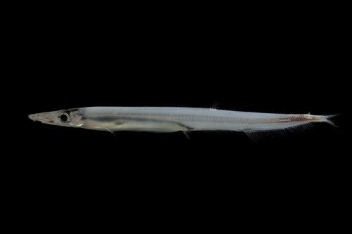 Lestrolepis