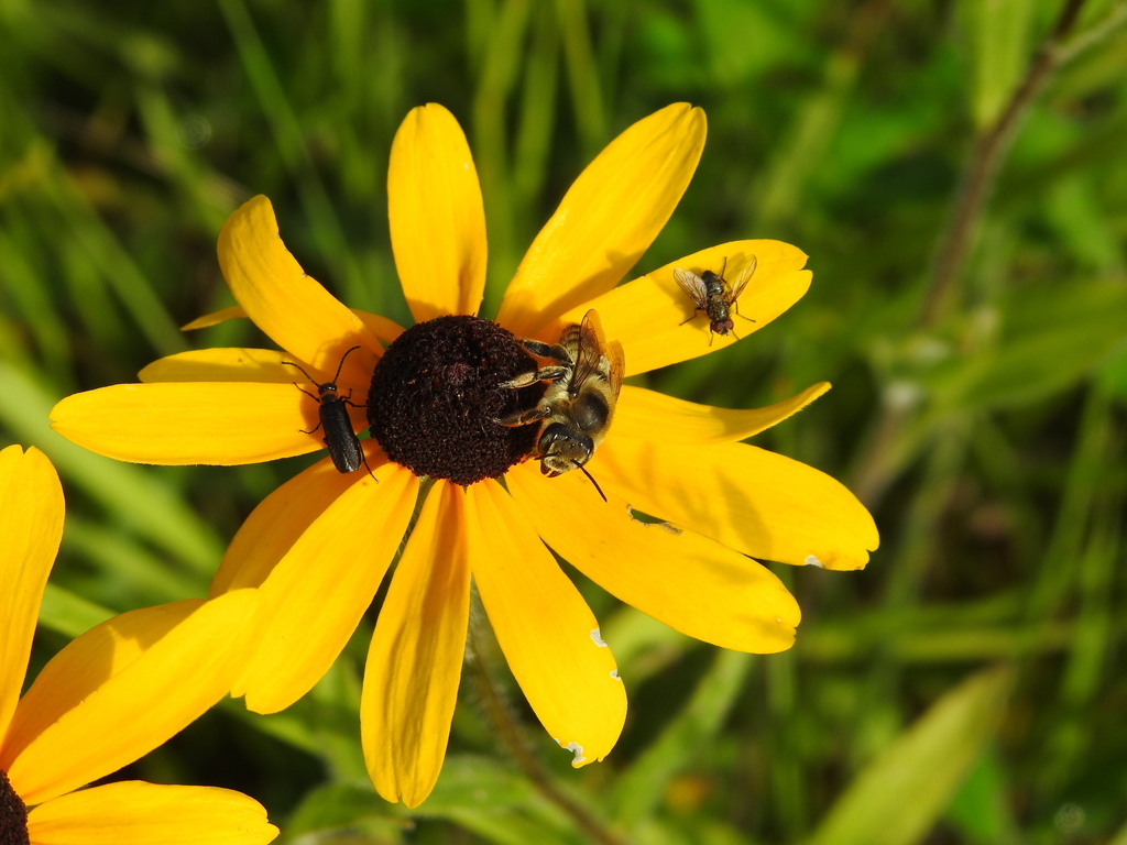 Bees from Orillia, ON, Canada on July 12, 2020 at 09:27 AM by Stewart ...