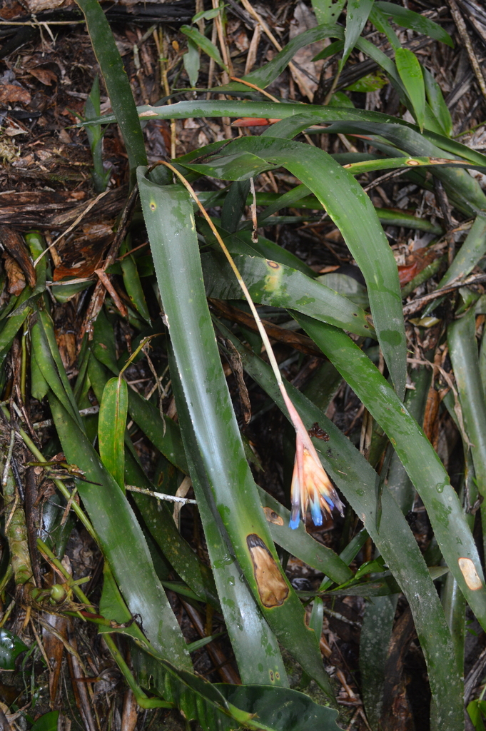 【Redform】Quesnelia seideliana Quesnelia seideliana - Wikipedia