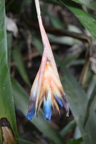 Quesnelia seideliana · iNaturalist