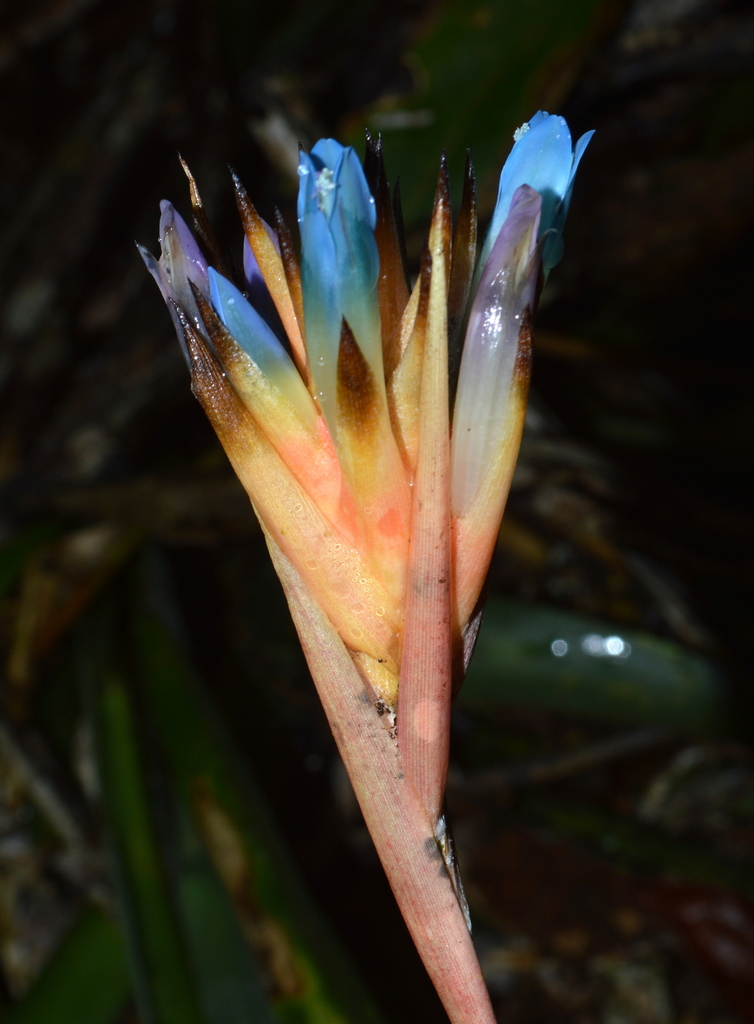 ユ*キ様 quesnelia seideliana (red form) 一苗 Quesnelia seideliana - Bird Rock Tropicals