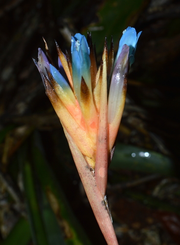 ユ*キ様 quesnelia seideliana (red form) 一苗 Quesnelia seideliana - Bird Rock Tropicals