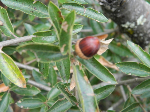 Quercus saltillensis