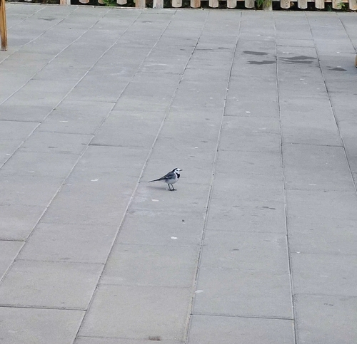 White Wagtail