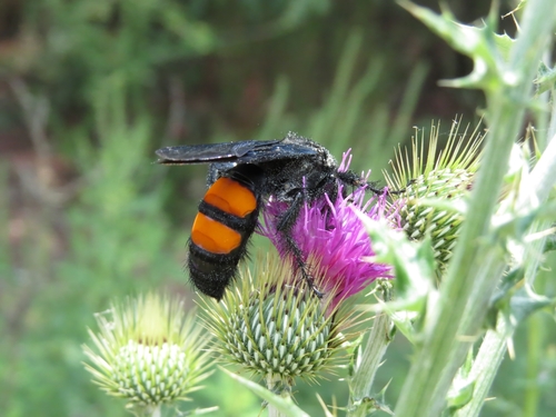 Saddleback Scoliid Wasp