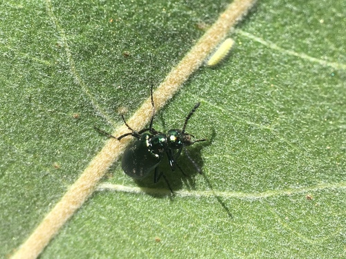 iNaturalist observation photo of Cucujiform Beetles