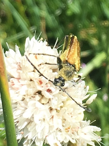 iNaturalist observation photo of Yellow Velvet Beetle