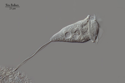 Vorticellidae