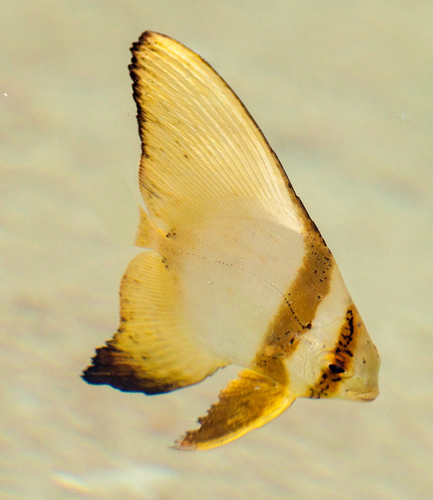 Round Batfish — seen at this dive site