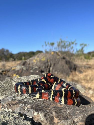 Ruthvens Kingsnake