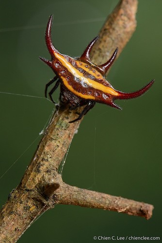 Gasteracantha curvispina