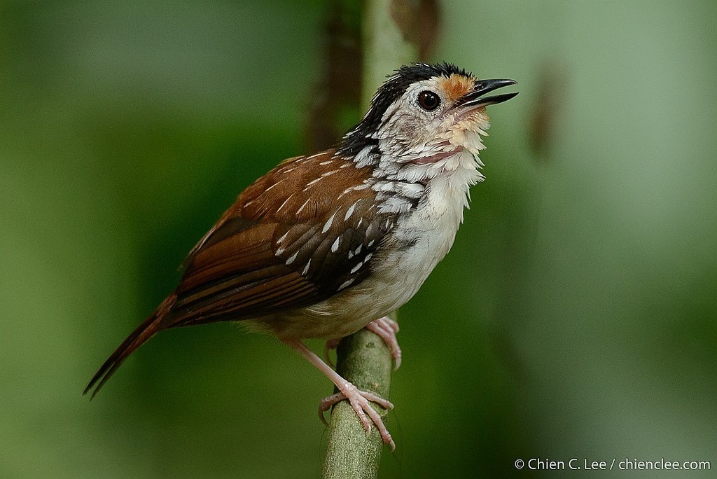 Striped Wren-Babbler (Kenopia striata) photo