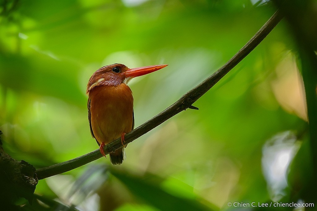 Sula Dwarf-Kingfisher photo