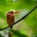 Sulawesi Dwarf-Kingfisher - Photo (c) Chien Lee, all rights reserved, uploaded by Chien Lee