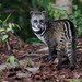 Malay Civet - Photo (c) Chien Lee, all rights reserved, uploaded by Chien Lee