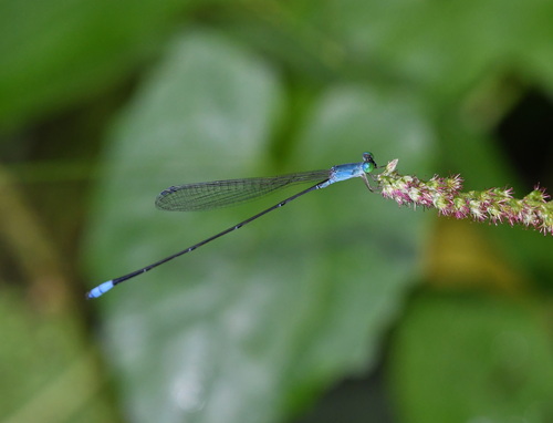 Teinobasis samaritis