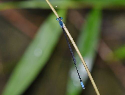 Teinobasis samaritis