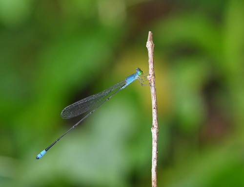 Teinobasis samaritis