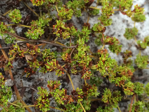 Coastalplain Nailwort (Paronychia herniarioides) · iNaturalist