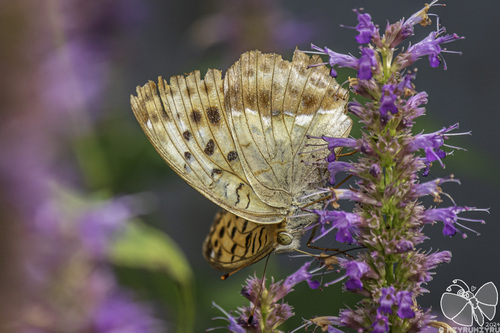 Pallas's Fritillary