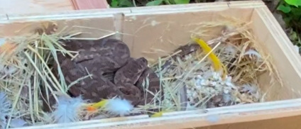 Coastal Carpet Python sighting