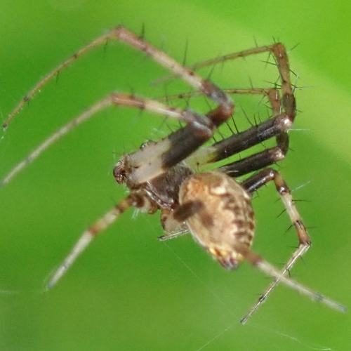 Labyrinth Orbweaver