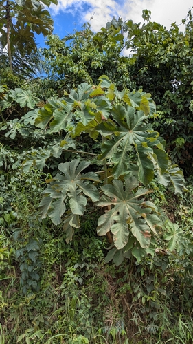 Cecropia annulata
