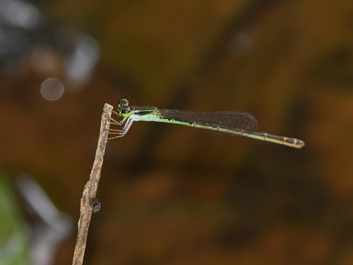 Variable Wisp