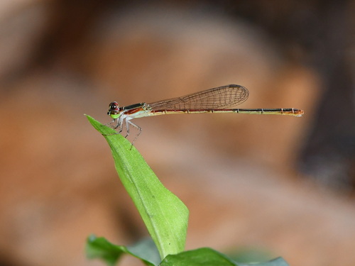 Variable Wisp