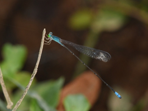 Teinobasis samaritis