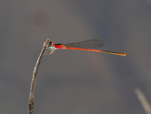 Variable Wisp