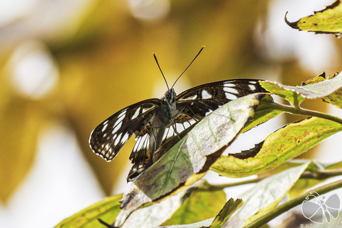 Limenitis doerriesi